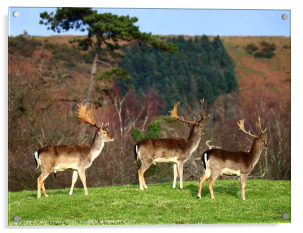 A group of deer standing on top of a grass covered Acrylic by Jane Emery
