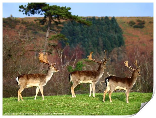A group of deer standing on top of a grass covered Print by Jane Emery