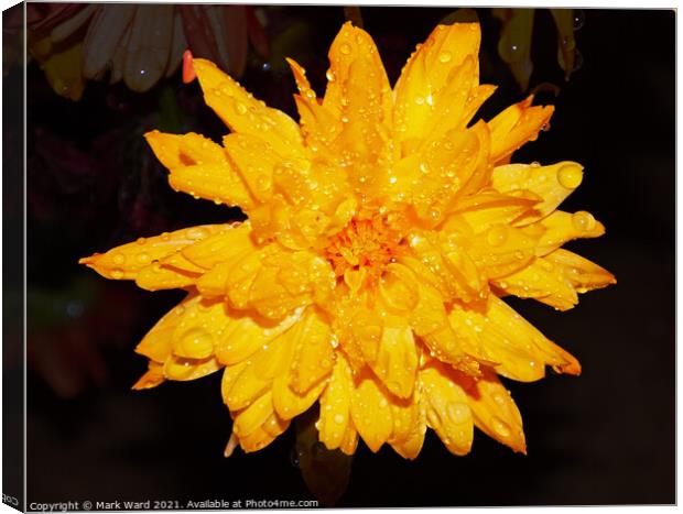 Chrysanthemum Flower after a heavy Shower in Susse Canvas Print by Mark Ward