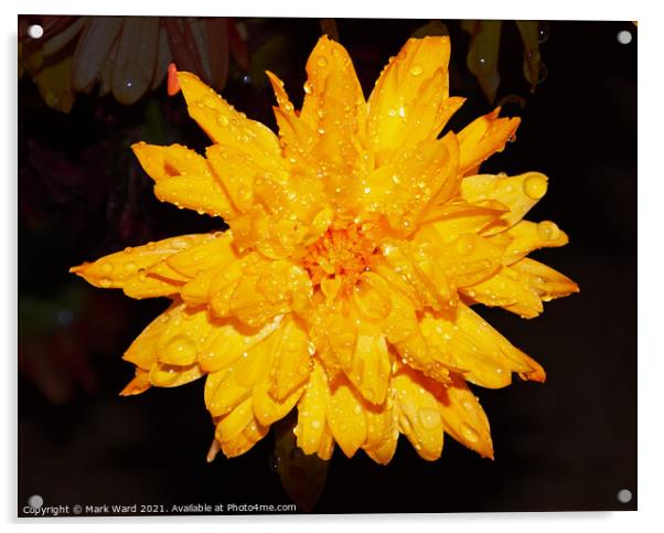 Chrysanthemum Flower after a heavy Shower in Susse Acrylic by Mark Ward
