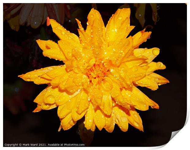 Chrysanthemum Flower after a heavy Shower in Susse Print by Mark Ward