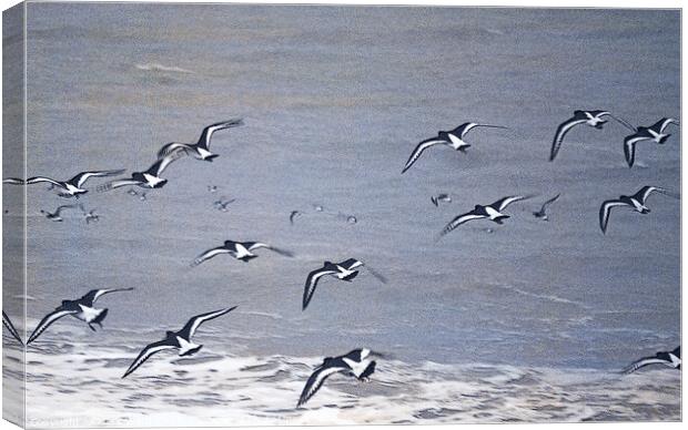 Oystercatchers in Flight Canvas Print by Mark Ward