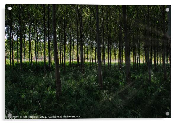 Woodland Walk Acrylic by Ron Thomas