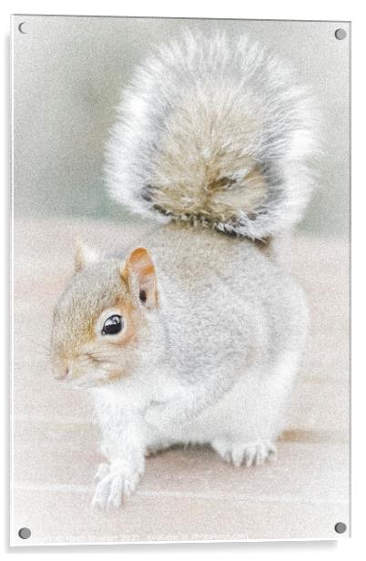 The Eastern Gray Squirrel Acrylic by Heidi Stewart