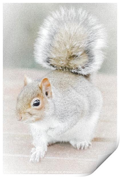 The Eastern Gray Squirrel Print by Heidi Stewart