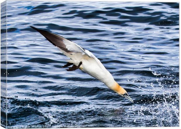 Gannet Diving. Canvas Print by Ron Thomas