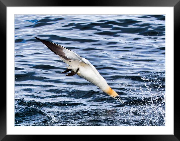 Gannet Diving. Framed Mounted Print by Ron Thomas