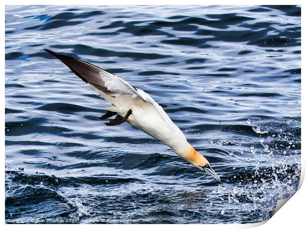 Gannet Diving. Print by Ron Thomas