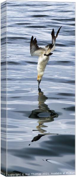 Gannet Breaking Water Surface Canvas Print by Ron Thomas