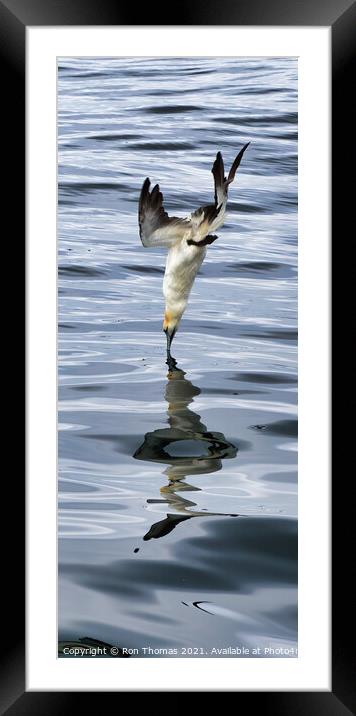 Gannet Breaking Water Surface Framed Mounted Print by Ron Thomas