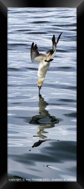 Gannet Breaking Water Surface Framed Print by Ron Thomas