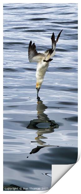 Gannet Breaking Water Surface Print by Ron Thomas