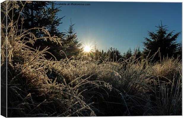 Backlit frosted grass. Canvas Print by Richard Smith
