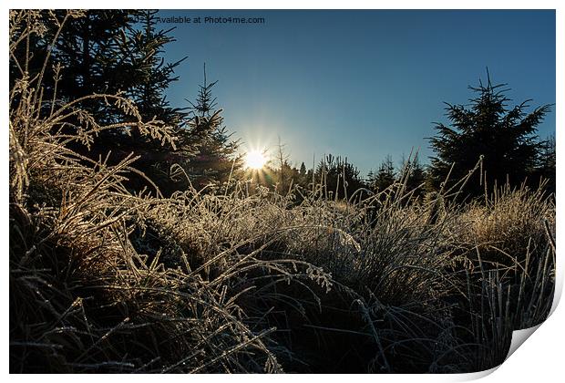 Backlit frosted grass. Print by Richard Smith