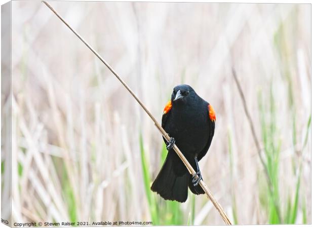 Red-winged blackbird 9, UW Arboretum, Madison, WI  Canvas Print by Steven Ralser