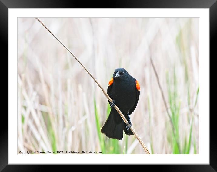 Red-winged blackbird 9, UW Arboretum, Madison, WI  Framed Mounted Print by Steven Ralser