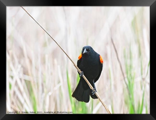 Red-winged blackbird 9, UW Arboretum, Madison, WI  Framed Print by Steven Ralser