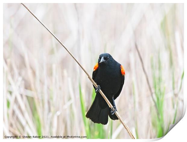 Red-winged blackbird 9, UW Arboretum, Madison, WI  Print by Steven Ralser