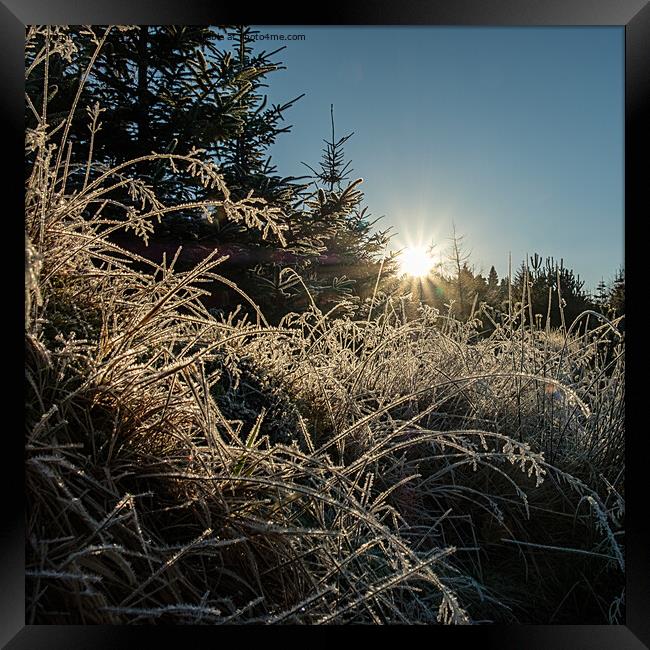Backlit frosted grass #2 Framed Print by Richard Smith