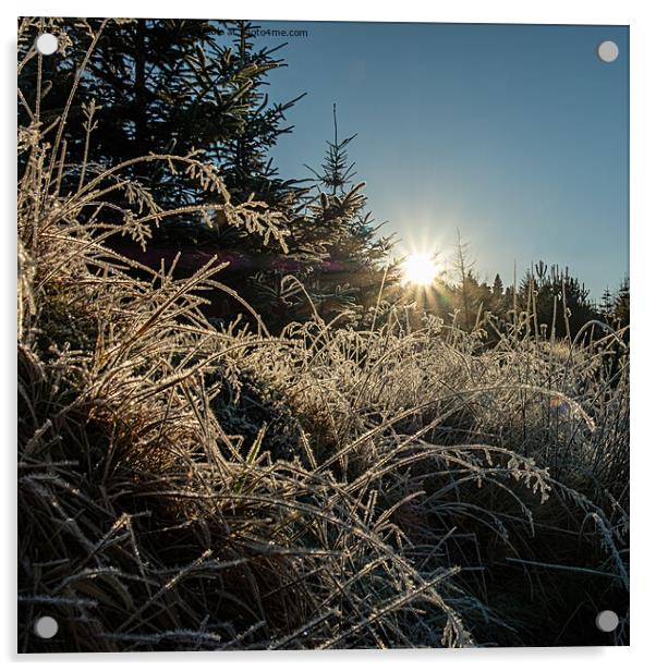 Backlit frosted grass #2 Acrylic by Richard Smith