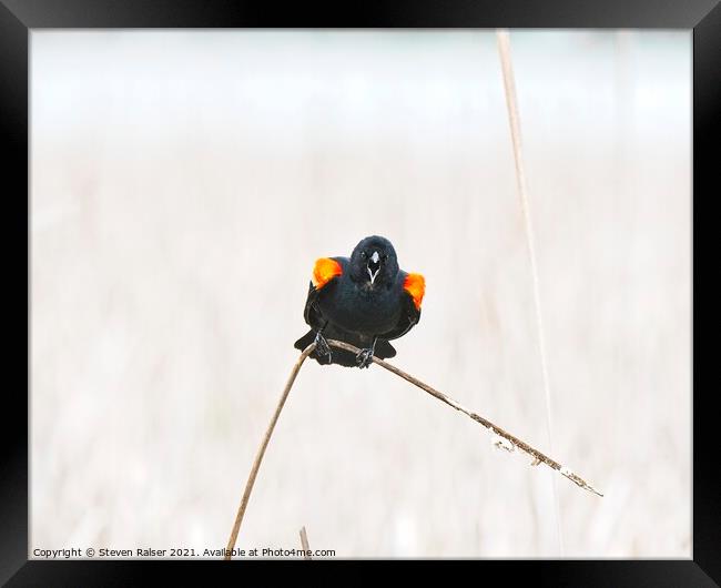 Red-winged blackbird 10, UW Arboretum, Madison, WI  Framed Print by Steven Ralser