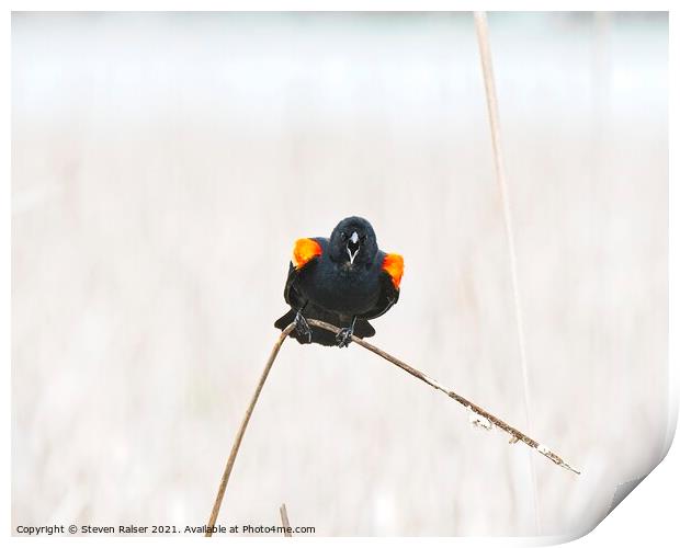 Red-winged blackbird 10, UW Arboretum, Madison, WI  Print by Steven Ralser
