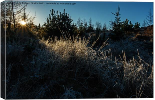 Common rushes covered in frost and lit by the low  Canvas Print by Richard Smith
