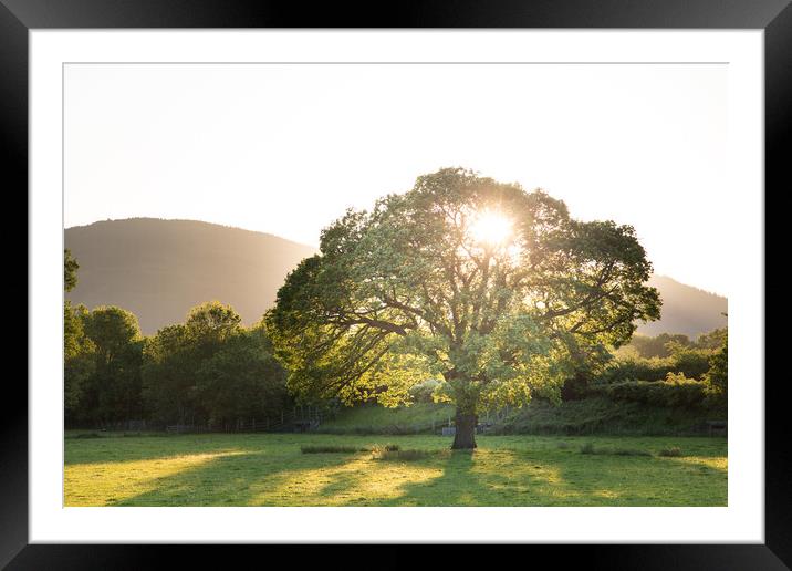 Tree of life Framed Mounted Print by Gary Finnigan