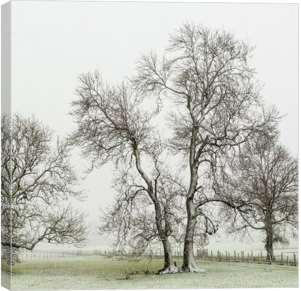 Bare trees Canvas Print by Gary Finnigan