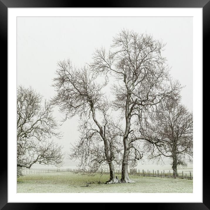 Bare trees Framed Mounted Print by Gary Finnigan
