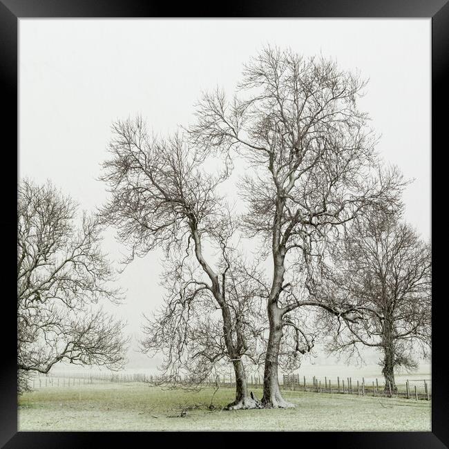 Bare trees Framed Print by Gary Finnigan