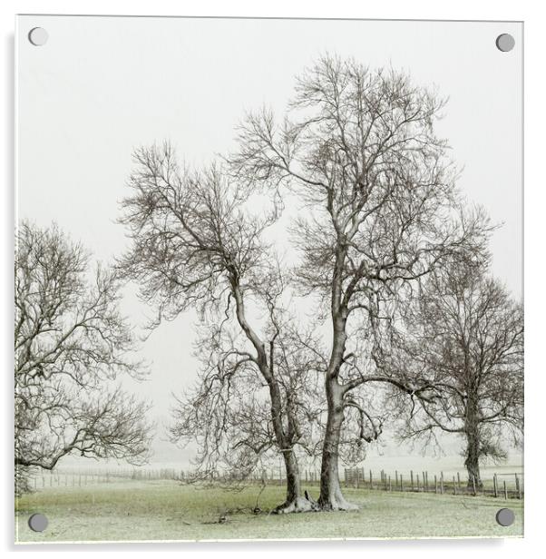 Bare trees Acrylic by Gary Finnigan