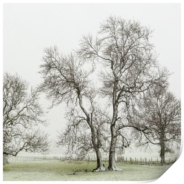 Bare trees Print by Gary Finnigan
