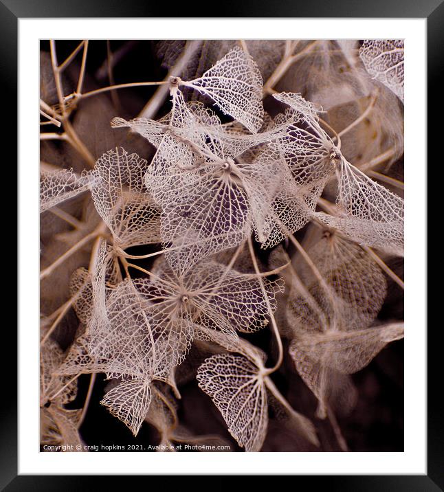 Plant leaves Framed Mounted Print by craig hopkins