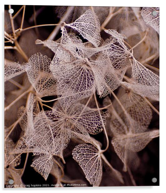 Plant leaves Acrylic by craig hopkins