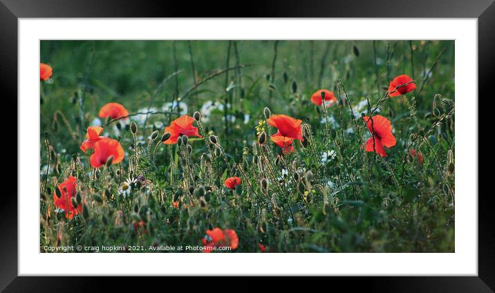 Poppies Framed Mounted Print by craig hopkins