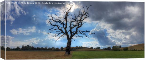 The Lonely Tree - Panorama 2 Canvas Print by Philip Brown