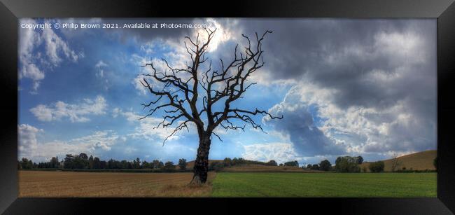 The Lonely Tree - Panorama 2 Framed Print by Philip Brown