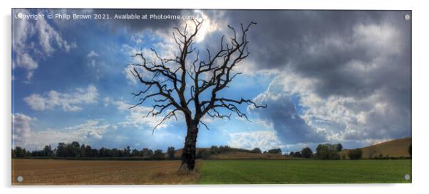 The Lonely Tree - Panorama 2 Acrylic by Philip Brown
