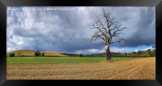 The Lonely Tree - Panorama 1 Framed Print by Philip Brown