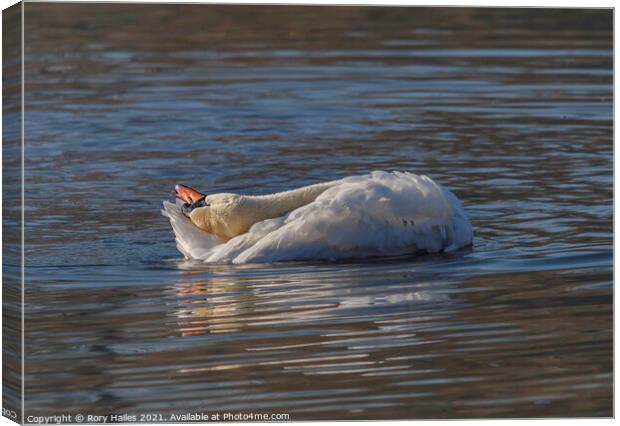 Swan relaxing Canvas Print by Rory Hailes