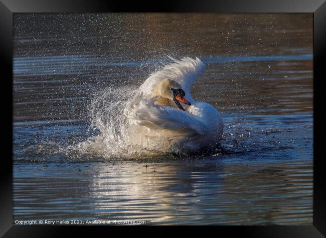 Swan having a splash Framed Print by Rory Hailes