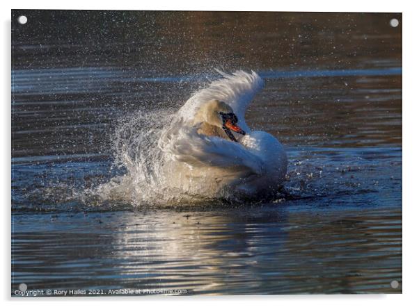 Swan having a splash Acrylic by Rory Hailes