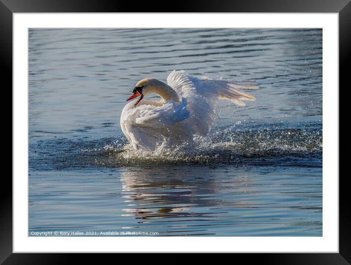 Swan Framed Mounted Print by Rory Hailes