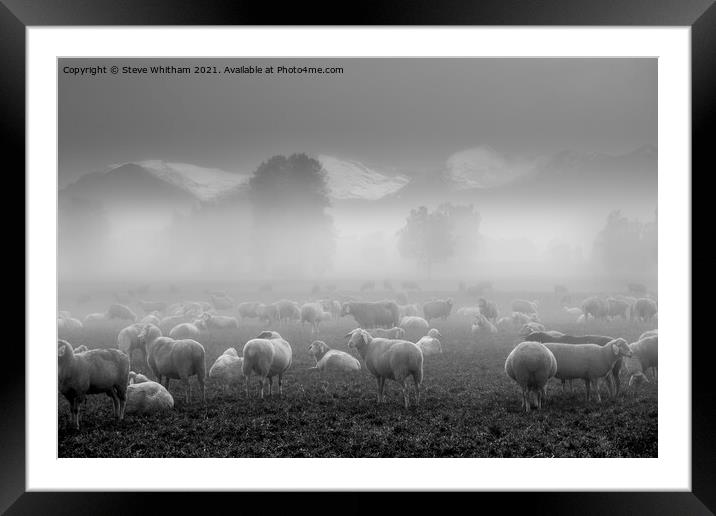 Sheep with a view. Framed Mounted Print by Steve Whitham