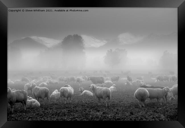 Sheep with a view. Framed Print by Steve Whitham