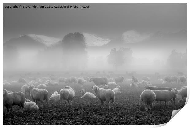 Sheep with a view. Print by Steve Whitham
