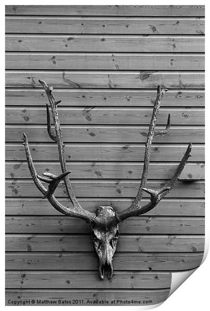 Deer Skull Print by Matthew Bates