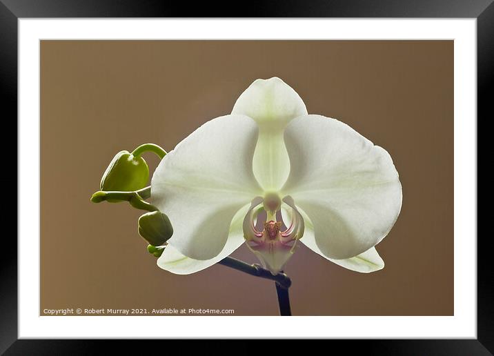 Moth orchid Phaelanopsis Framed Mounted Print by Robert Murray