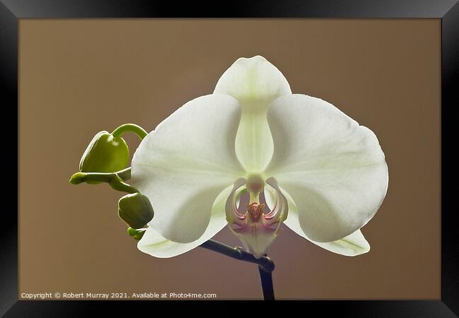 Moth orchid Phaelanopsis Framed Print by Robert Murray